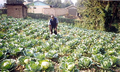 cabbages