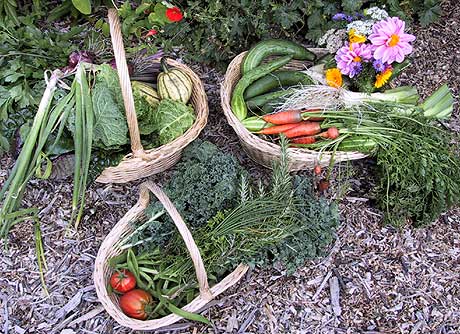 garden harvest