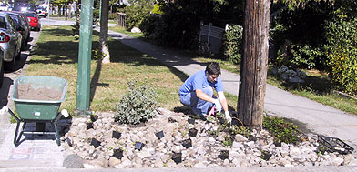 rock garden